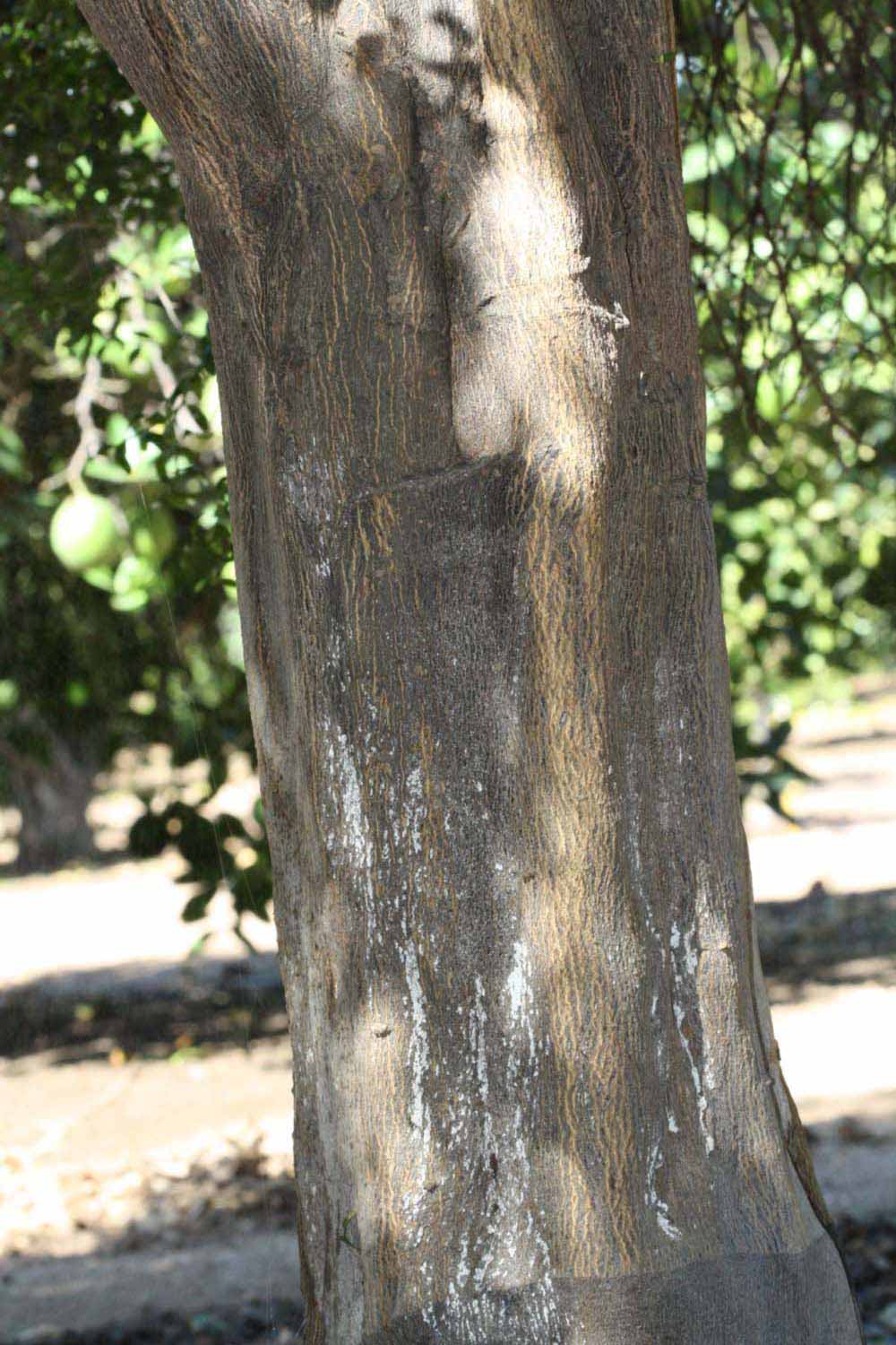            Bark (Riverside, CA)   